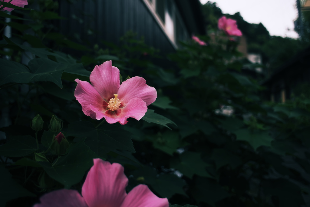 DSCF8177