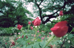 rose+