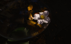 SDIM0112-1