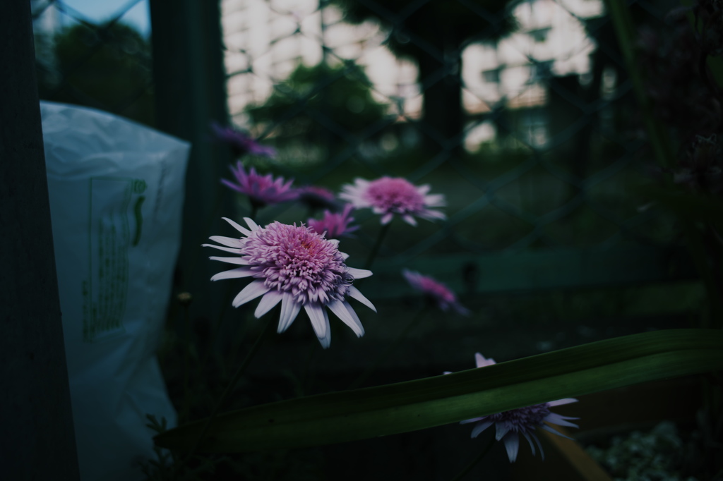DSCF7118
