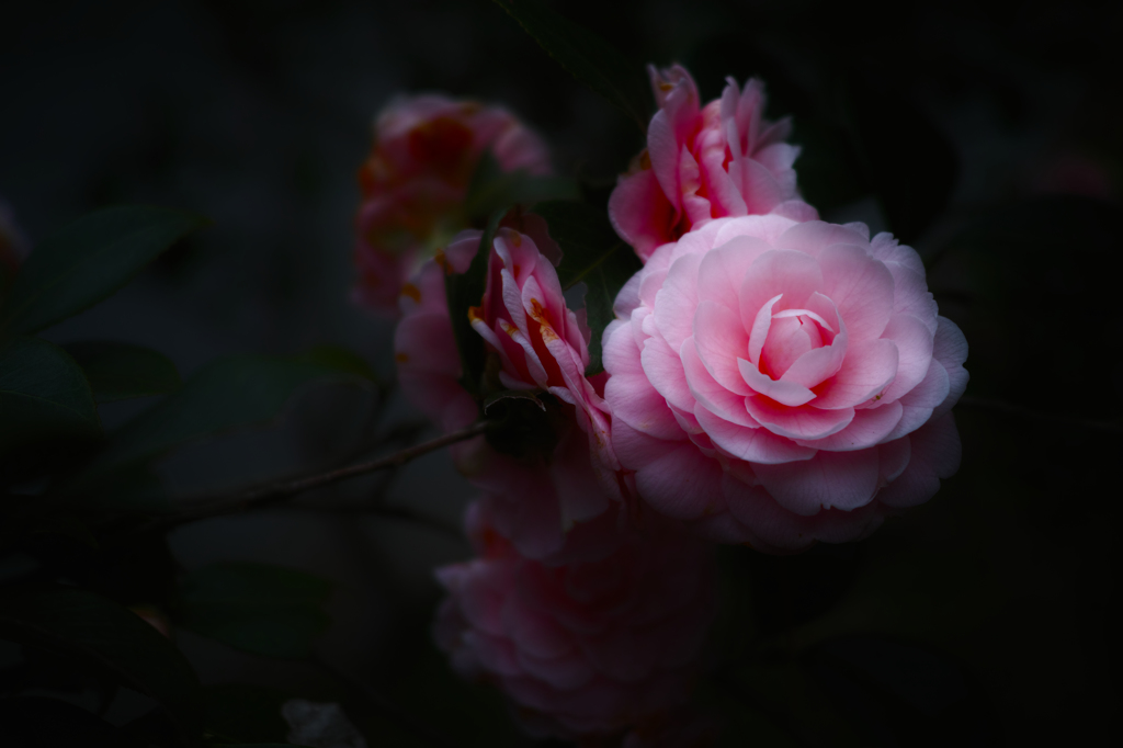 SDIM1816