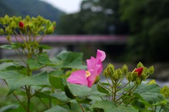 箱根 箱根