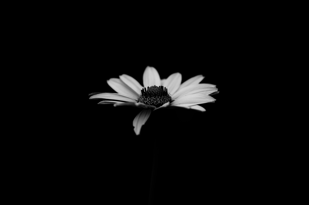DSCF4227