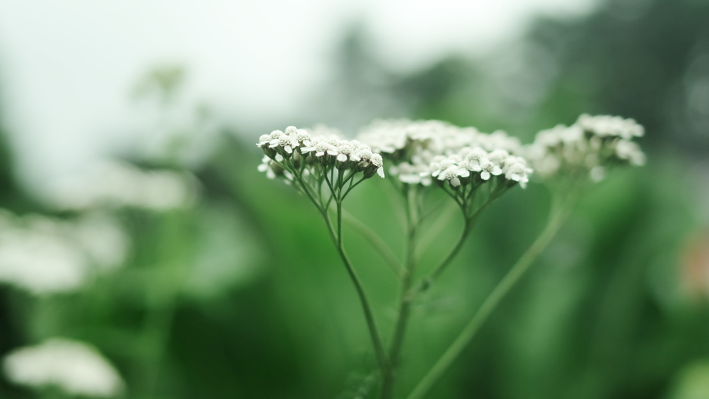 DSCF4601-1