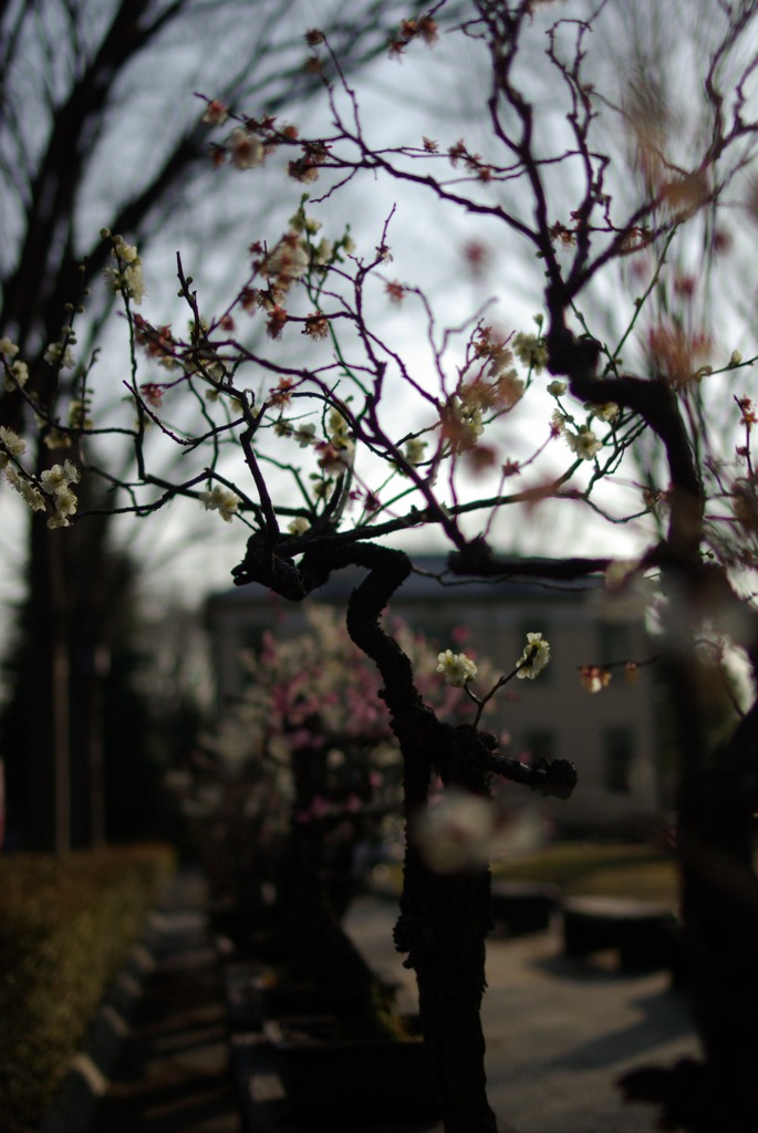 IMGP1539-1