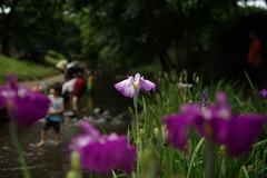 川遊び 川遊び