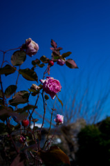 IMGP9569-1