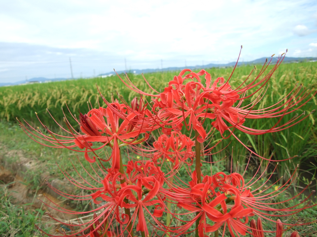 2016曼珠沙華Ⅲ