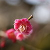 紅梅8
