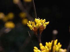 サンシュウの花