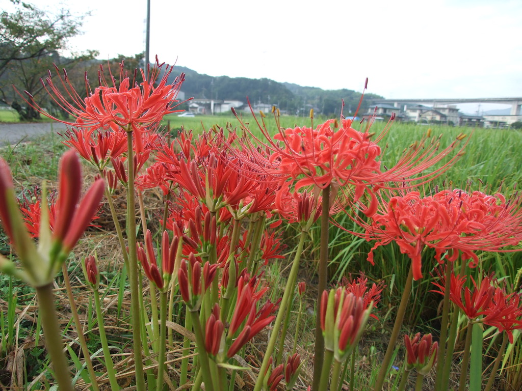 彼岸花Ⅵ