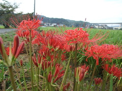 彼岸花Ⅵ