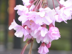 桜（枝垂れ）