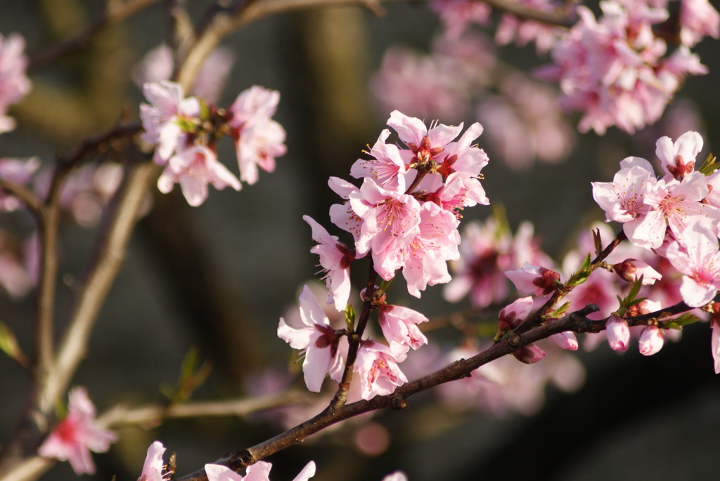 桃の花