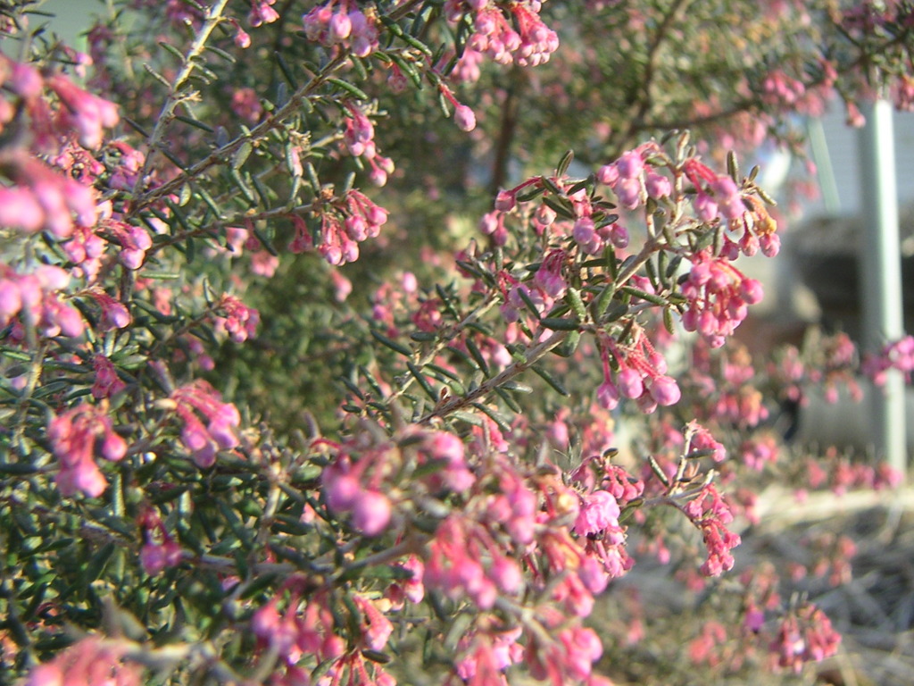 うら庭の花