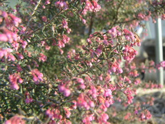 うら庭の花