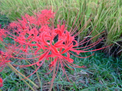 10彼岸花11