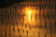夕暮れの田んぼ