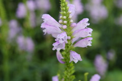 庭の花 庭の花