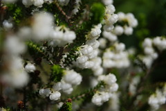 何の花?
