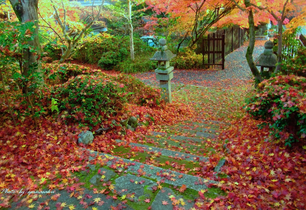 2014落ち葉Ⅳ