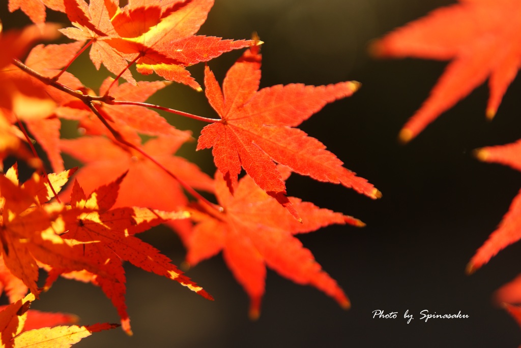 2017紅葉Ⅱ