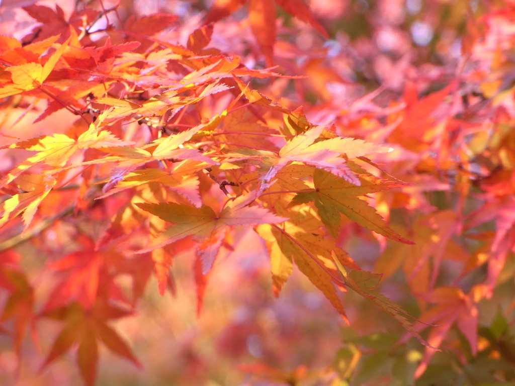 紅葉4