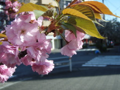 都会の桜
