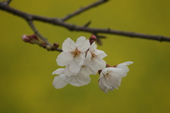 桜Ⅱ