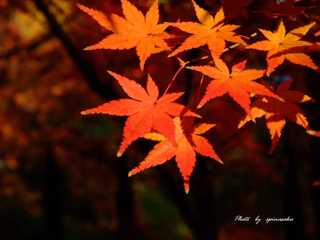 2014紅葉Ⅶ