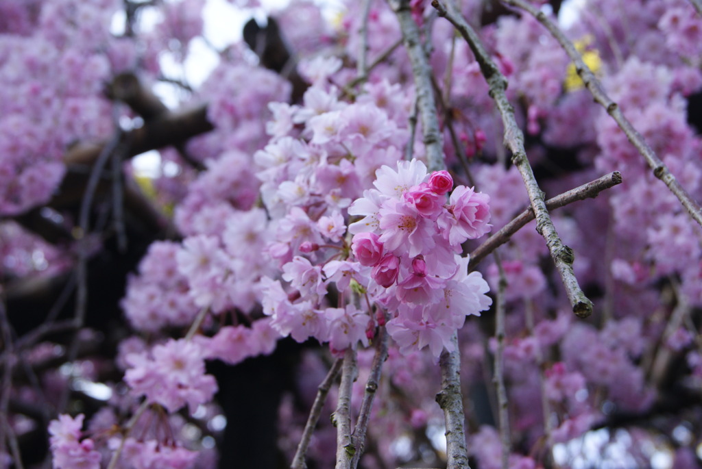 枝垂れ桜2