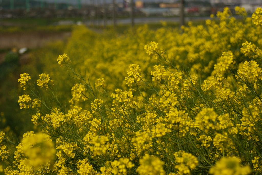 菜の花Ｘ