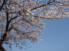 私の小学二年の子供の写真