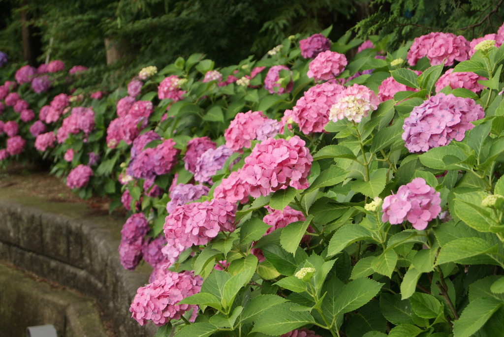 紫陽花10