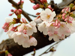 桜
