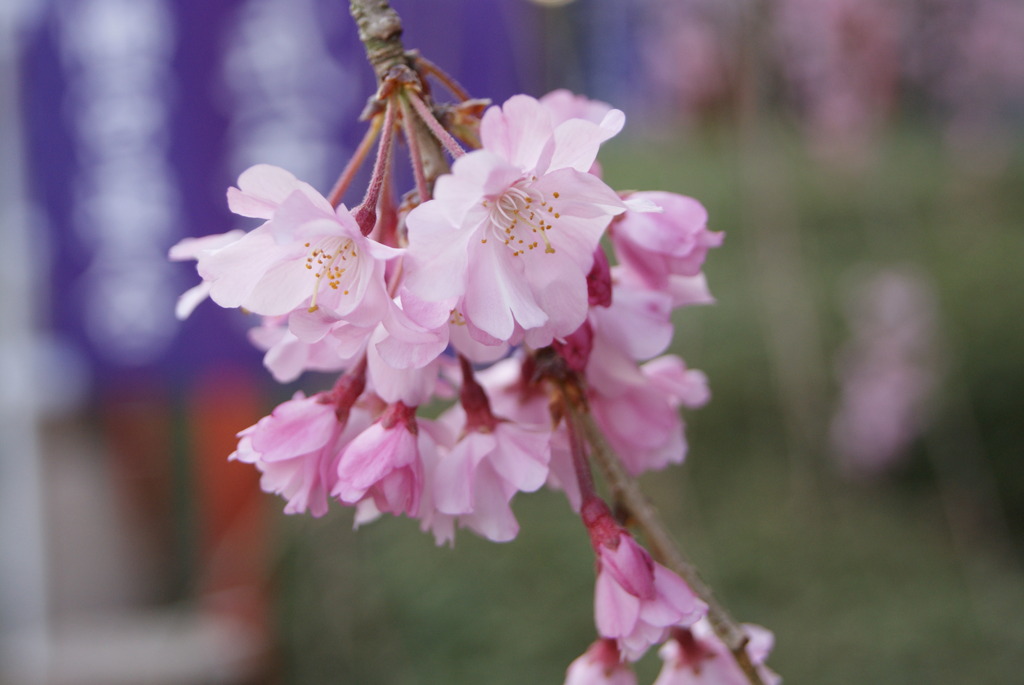 枝垂れ桜