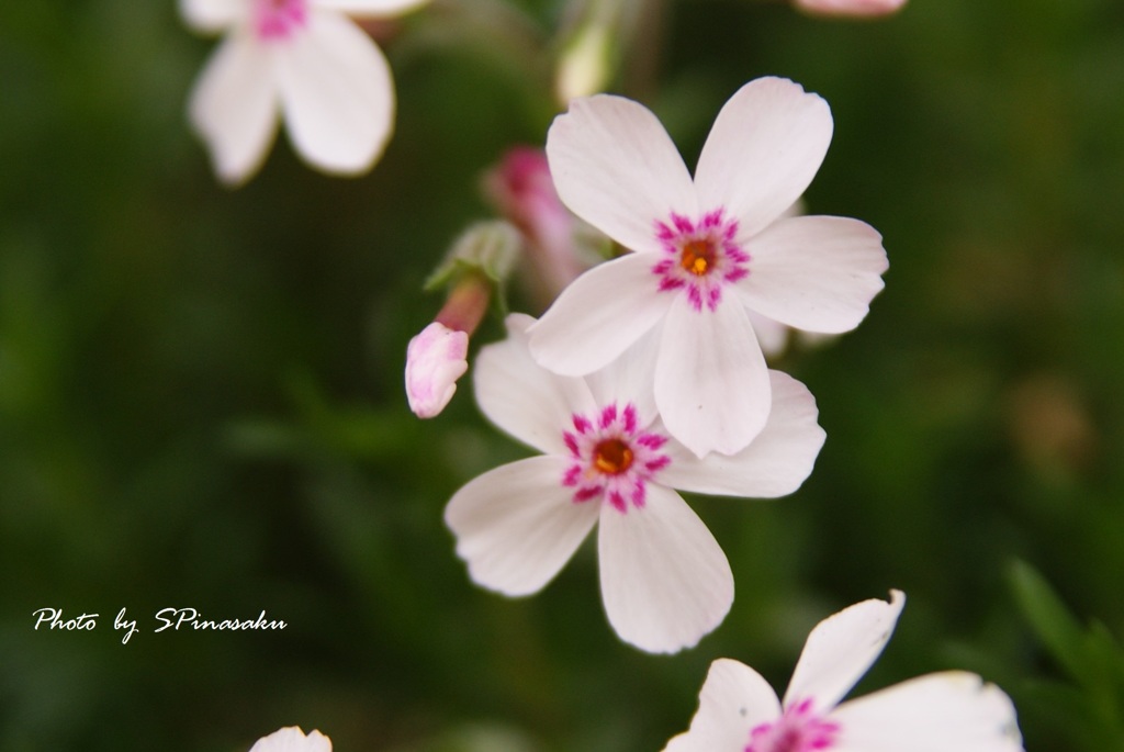 芝桜2019