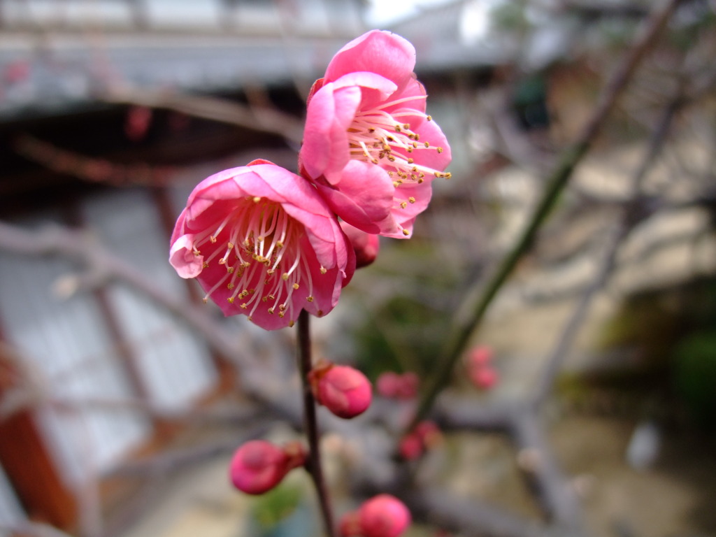 紅梅3