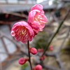 紅梅3