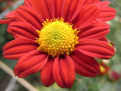 畑にて 菊 畑にて 菊