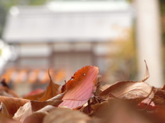 落ち葉13