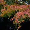 2015紅葉Ⅰ