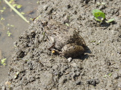 カエル
