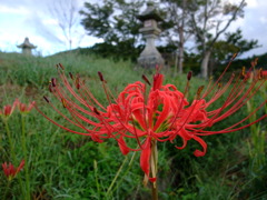 10彼岸花02