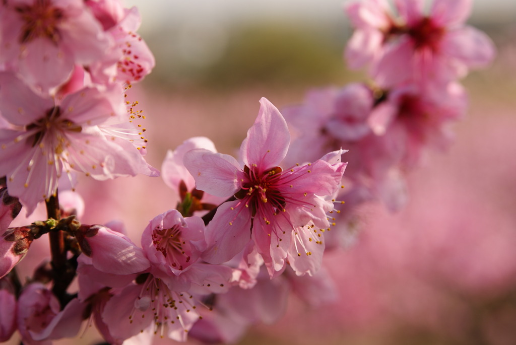 桃の花2