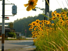 道端の花