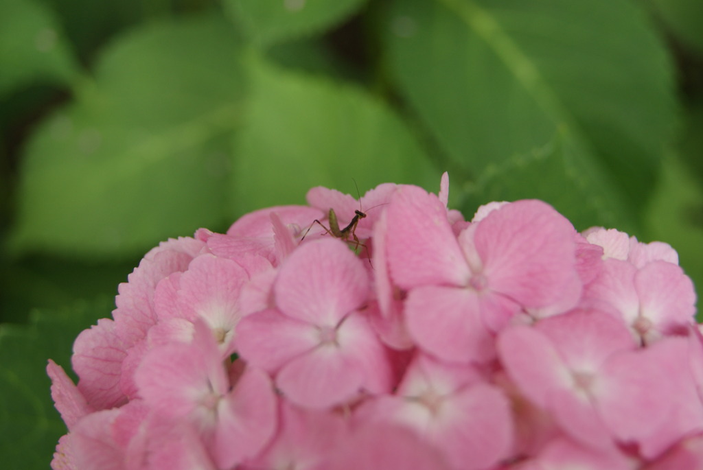 紫陽花13