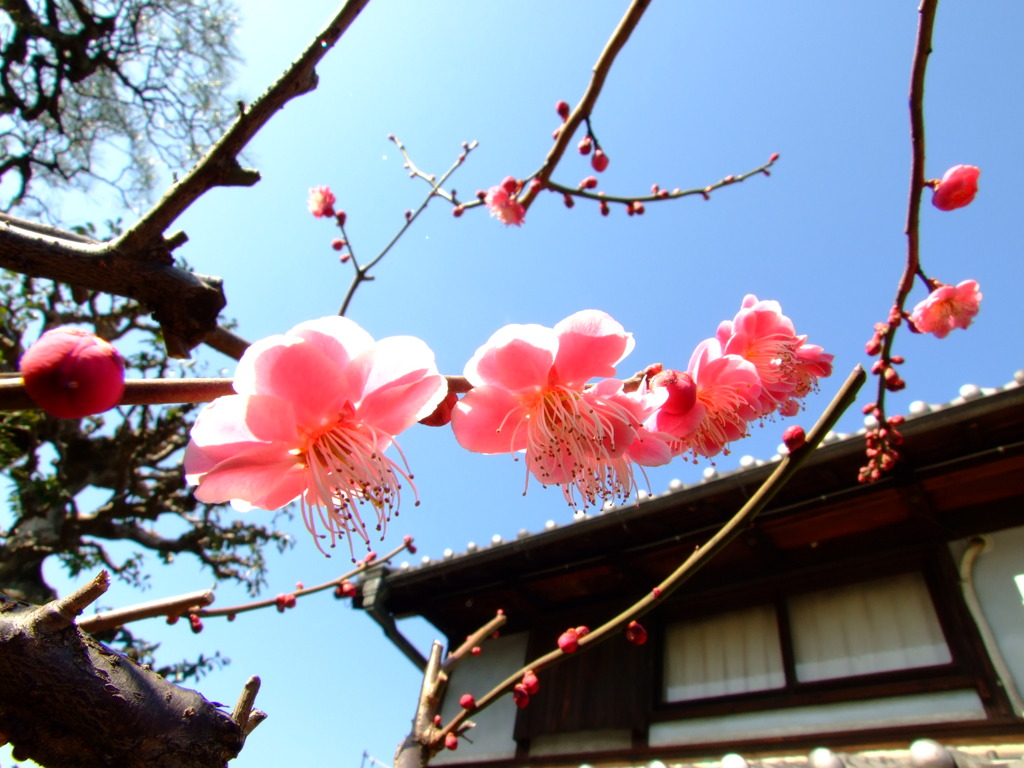 紅梅6