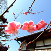 紅梅6
