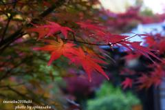 紅葉10